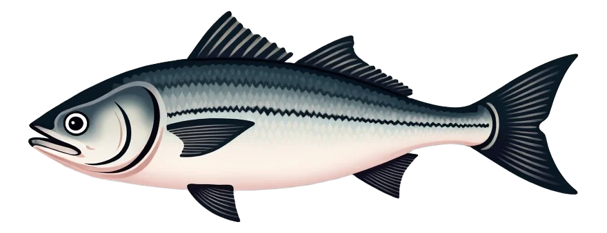 Seabass