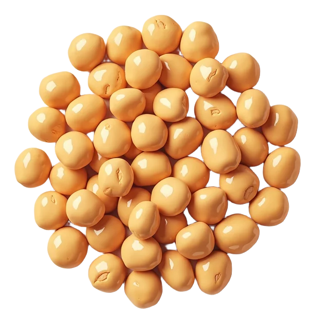 Pinto Beans